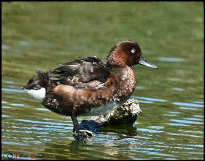 Porrón pardo - Ferruginous duck