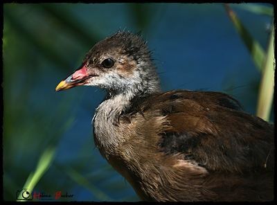 DSC_7535a.JPG