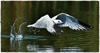 Gaviota de Audouin - Goland d'Audouin- Audouin gull