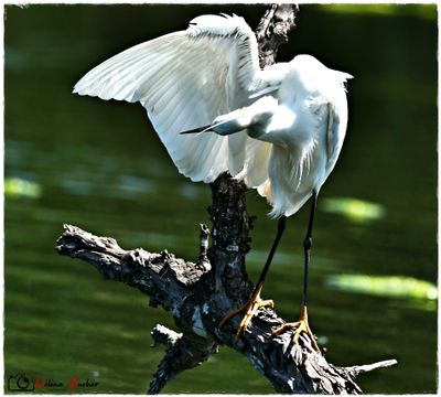 DSC_7611a.JPG