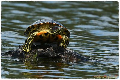 DSC_9012a.JPG