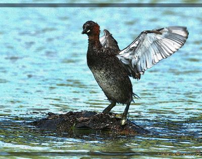 Zampulln cuellinegro - Grbe a cou noir  - Black-necked grebe