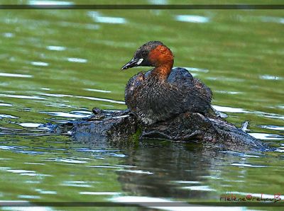 Zampullín cuellinegro - Grèbe a cou noir - Black-necked grebe