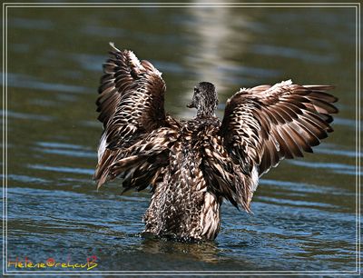 Anade azuln -  Canard col vert - Mallard