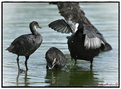 Focha comn - Eurasian coot - Foulque macroule