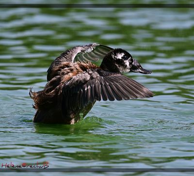 DSC_1325a.JPG