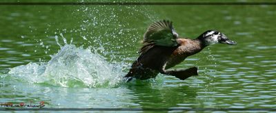 Malvasia cabeciblanca - White-headed duck - Erismature rousse