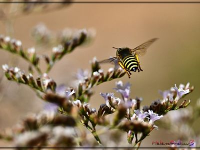 Abeja - abeille - bee