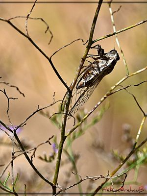 Cigarra - cigale - grassshopper