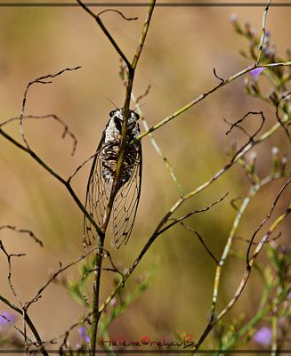 Cigarra - cigale - grassshopper