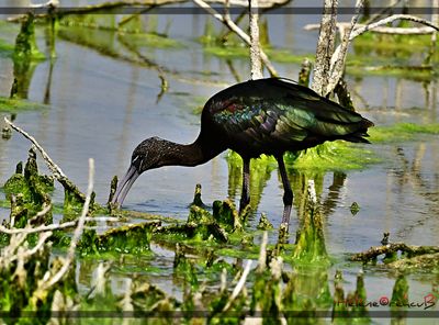 Morito comn - Ibis falcinelle  - Glossy ibis