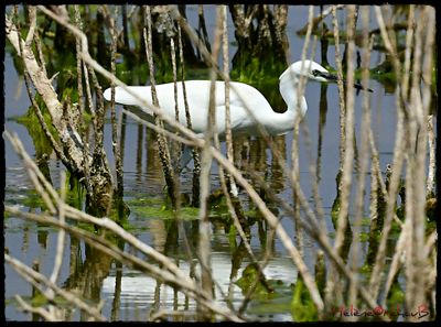 DSC_2432a.JPG