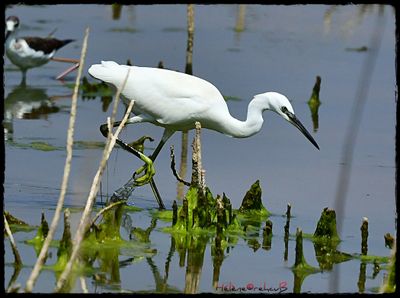 DSC_2443a.JPG