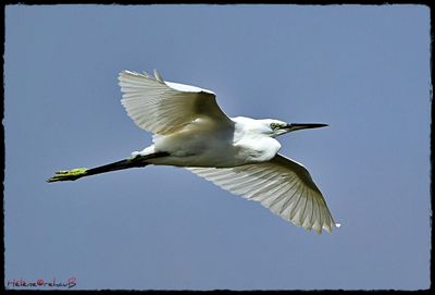 DSC_2508a.JPG
