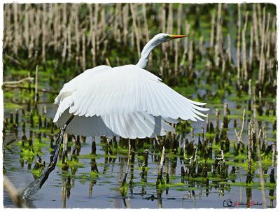 DSC_2562a.JPG