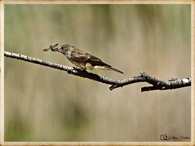 DSC_2598a.JPG
