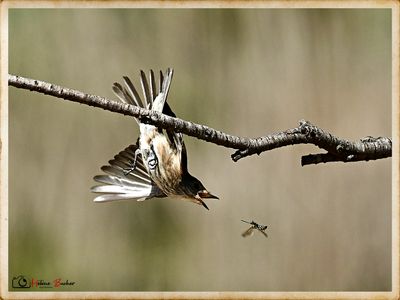 Papamoscas gris- Gobemouche gris - spotted flycathcher