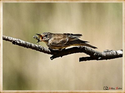 DSC_2614a.JPG