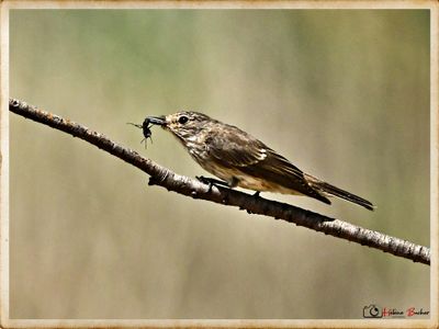 Papamoscas gris- Gobemouche gris - spotted flycathcher