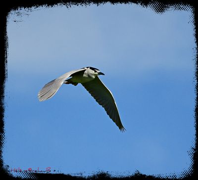 DSC_2209a.JPG