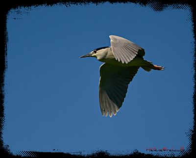 DSC_2218a.JPG