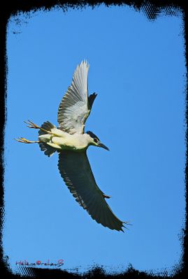 DSC_2226a.JPG