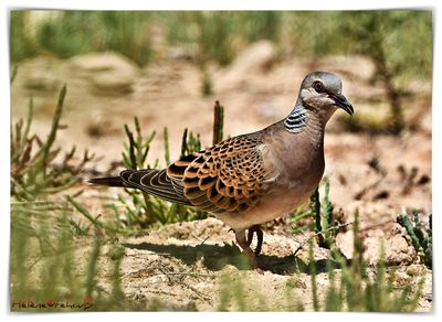 Trtola europea - European Turtle-dove - Tourterelle des bois