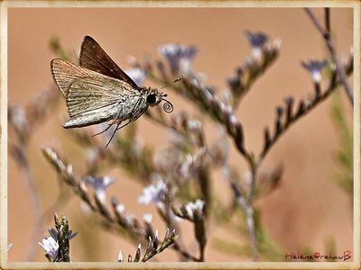 DSC_0775a.JPG