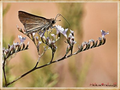 Lerodea eufala - l'hesprie d'Eufala - The Eufala Skipper