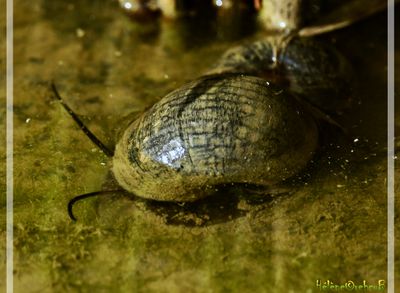 DSC_3065a.JPG