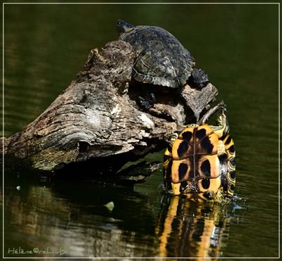 DSC_4307a.JPG