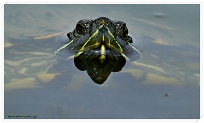 Tortuga de Florida - tortue de Floride -