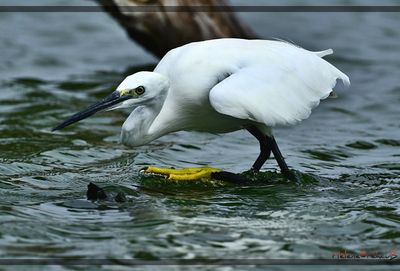 DSC_5392a.JPG