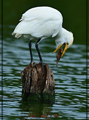 DSC_5842a.JPG