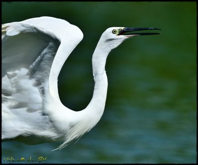 Garceta comn - Aigrette commune -  Little egret