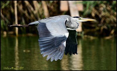 DSC_7204a.JPG