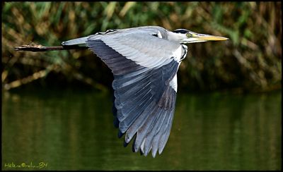 DSC_7205a.JPG