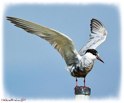 Charrn comn - Sterne pierregarin - Common tern