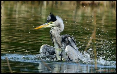 Héron cendré - Garza real - Grey heron