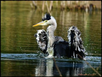 DSC_0167a.JPG