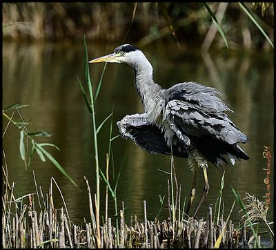 Héron cendré - Garza real - Grey heron