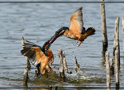 DSC_0572a.JPG
