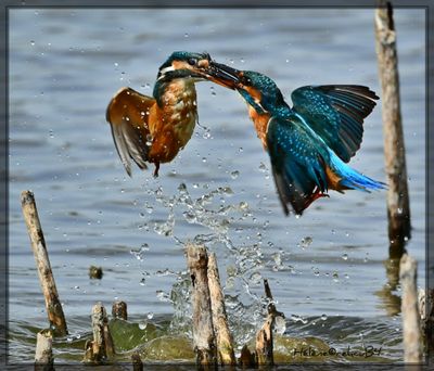 DSC_0584a.JPG