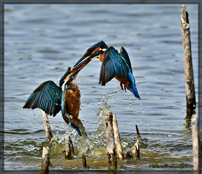 DSC_0589a.JPG