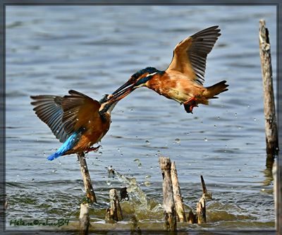 DSC_0590a.JPG