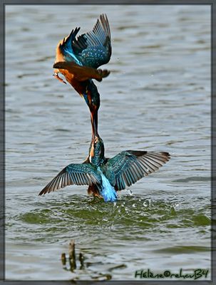 DSC_0612a.JPG