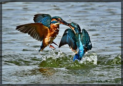 Martín pescador común - Martin pécheur - Commun Kingfisher