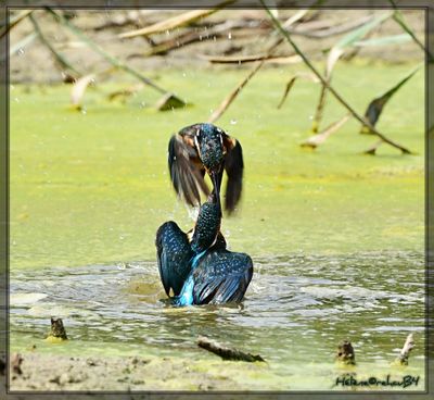 DSC_0843a.JPG