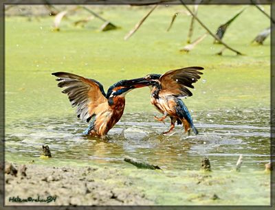 DSC_0860a.JPG