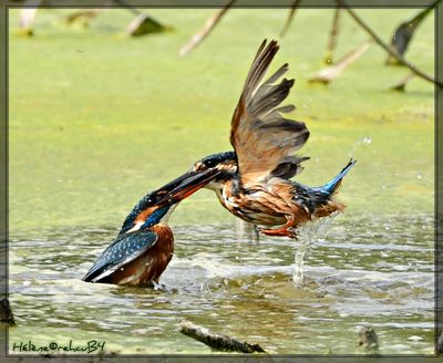 DSC_0861a.JPG